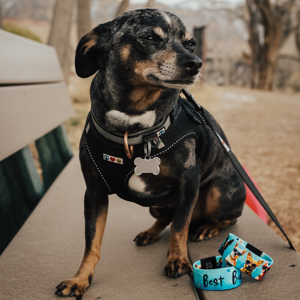 Best Buds Dog Bracelet