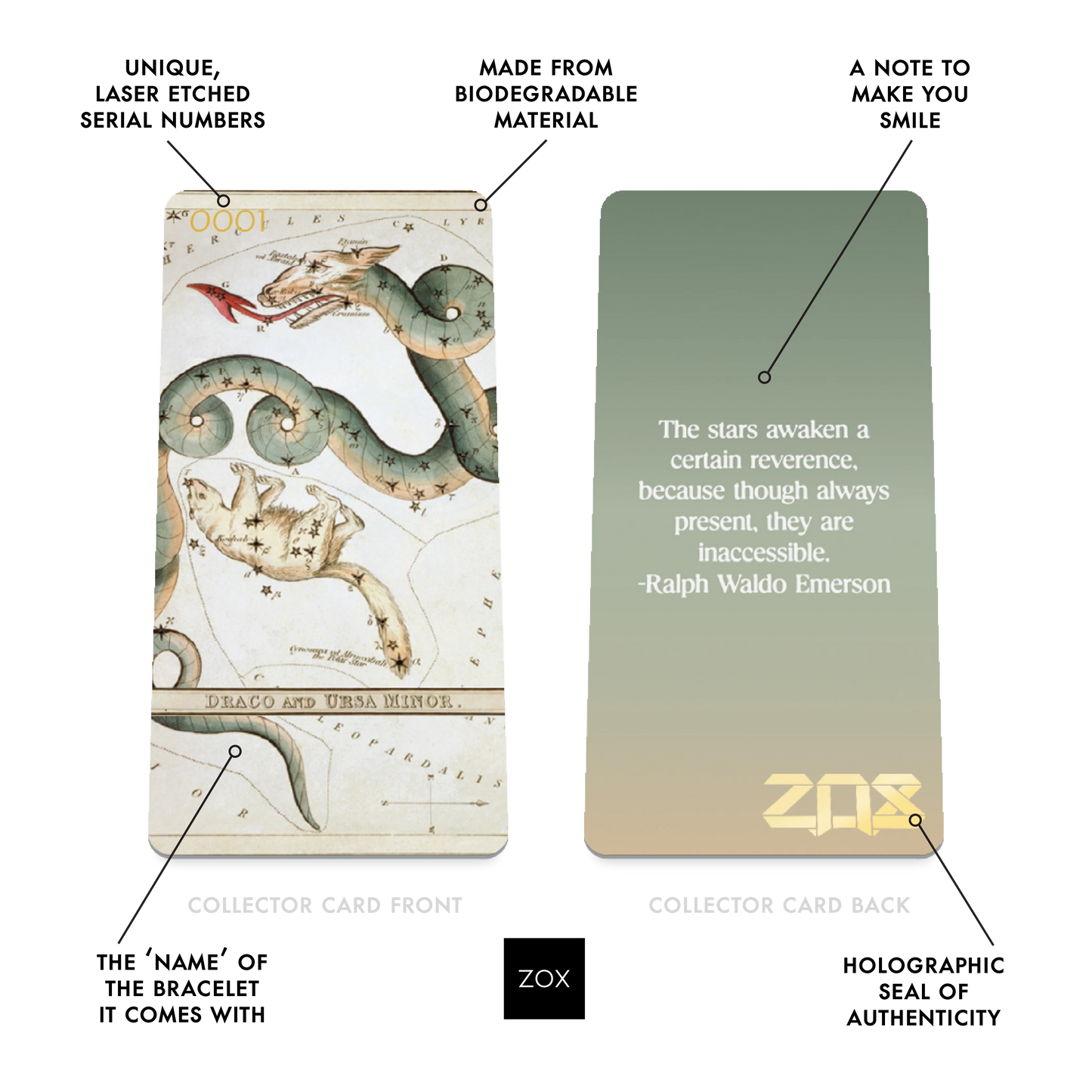 Draco and Ursa Minor