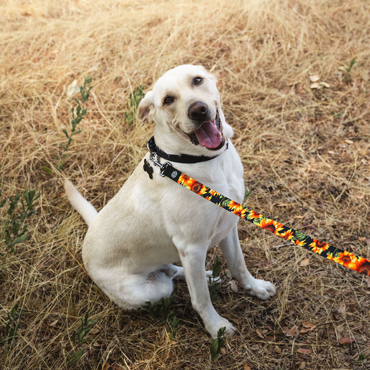 Radiate Positivity Leash