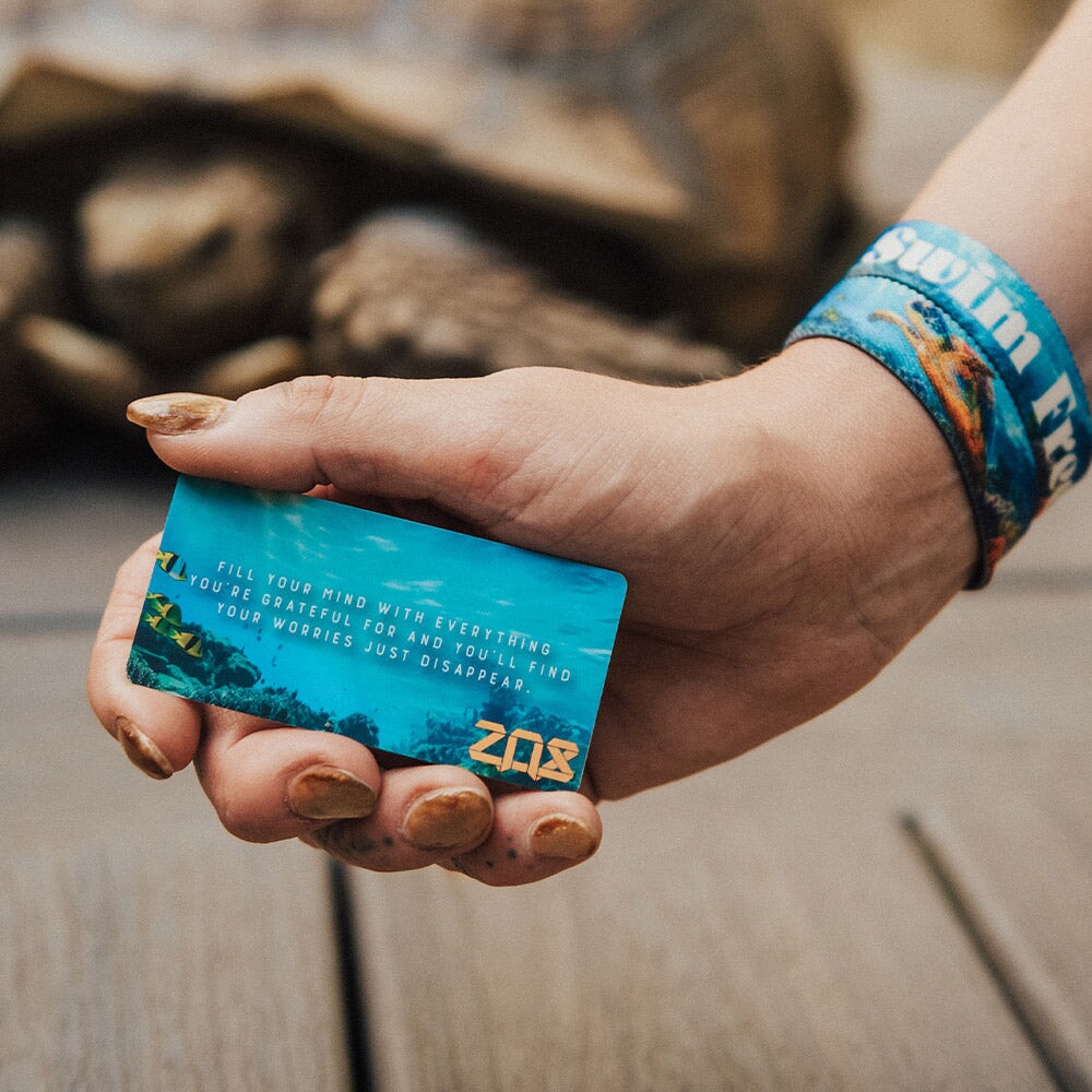 Swim Free Turtle Bracelet